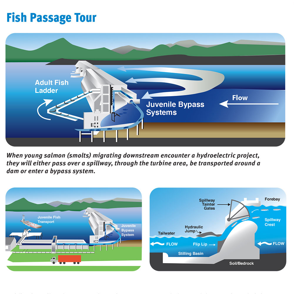 Hydropower and Fish Protection