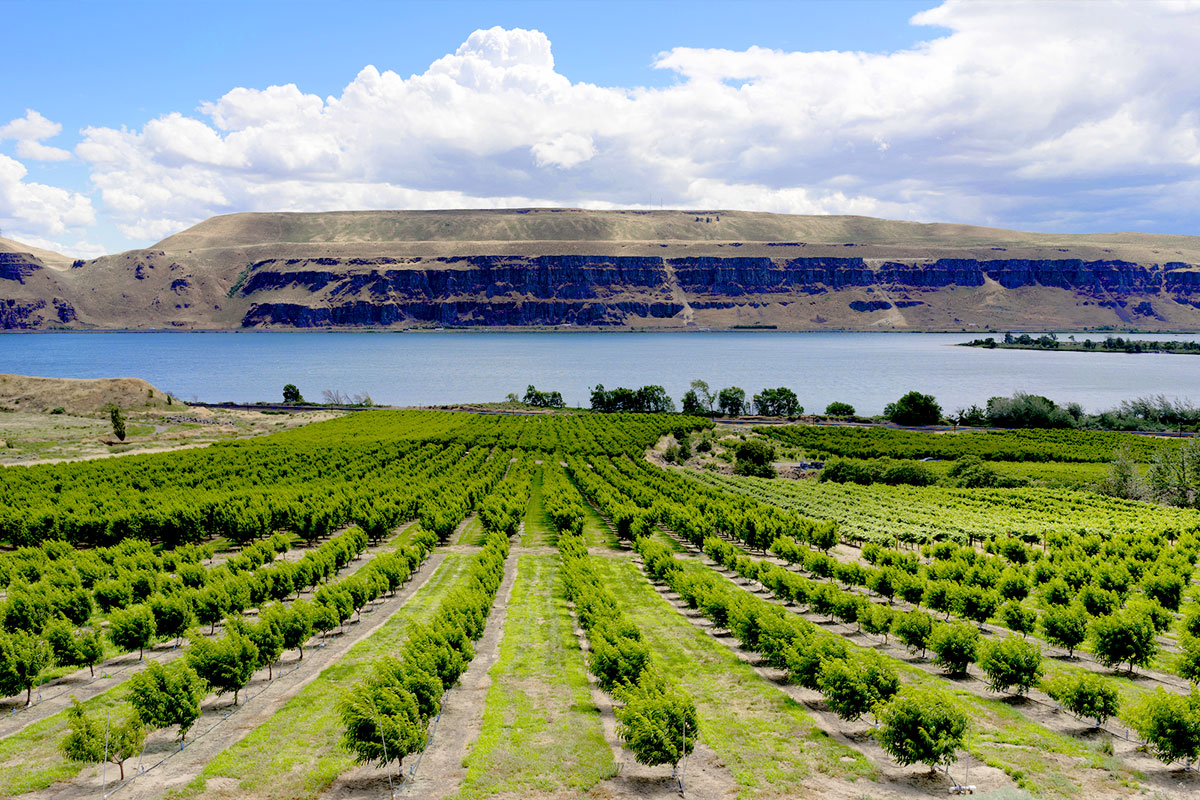 Columbia River Basin Orchards